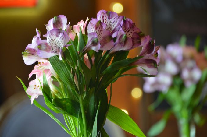 Howard's Celebration of Life #534<br>4,928 x 3,264<br>Published 8 years ago